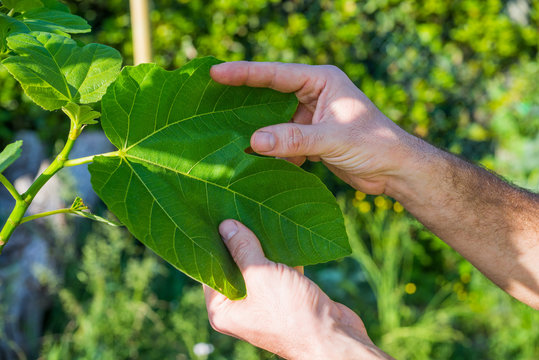 Albero di fico, Ficus, mano che tocca le foglie
