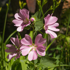 Blooming Malva sylvestris