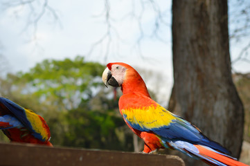 Macaw parrots come for feeding to ruins of Copan