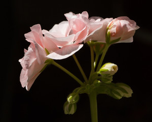 Closeup of light pink Pelargonium hortorum