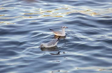 two seagull  in the sea