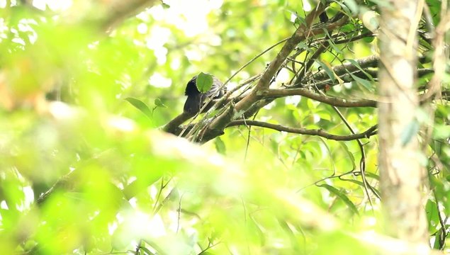 Bare-headed Laughingthrush (Garrulax calvus) in Borneo