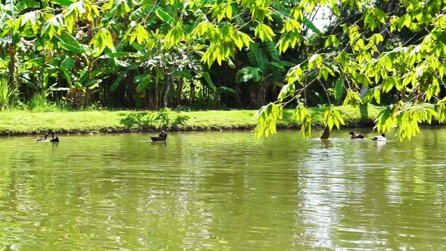 Ducks Swimming lake with lush green nature