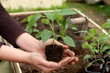 Planting seedling