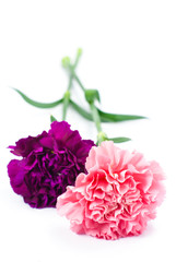 pink and purple carnation on white background