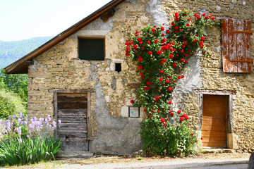 maison en pierre  &agrave; la campagne  orn&eacute;e d'un magnifique rosier grimpant dans le d&eacute;partement de l'Ain en France