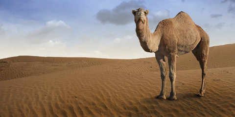 Kamel steht vor der Wüste.