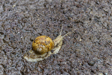 Snail crawling in dirt after a rainfall