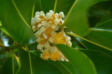 Alexandrian laurel flower, Calophyllum inophyllum, Thailand