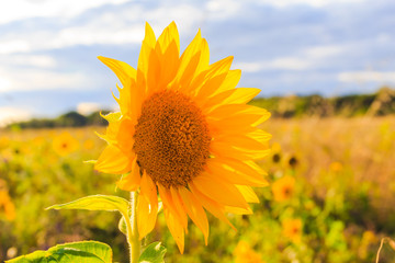 Field sunflowers summer closeup beautiful yellow flower sun