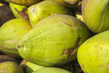 the fruit of the coconut palm