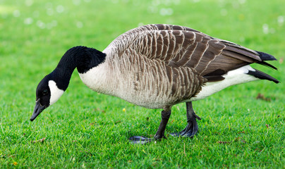 Naklejka na ściany i meble Wild Goose, Geese eating grass in the park. United Kinghdom