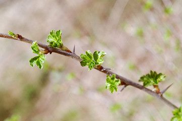 Young Leaf gooseberry