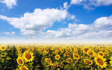 sunflowers on blue sky