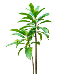 tree on white background