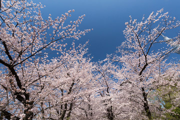 桜と東京スカイツリー