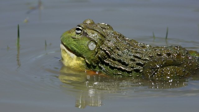 Male African giant bullfrog calling in a pond, South Africa