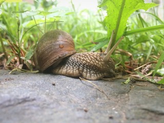 Schnecke nach dem Regen