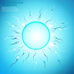 02 Egg Fertilization