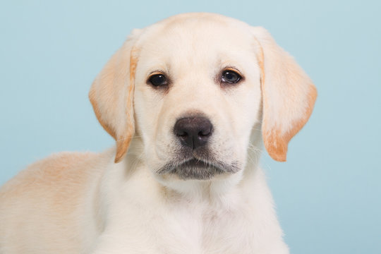 Portrait of a labrador puppy on a baby blue background