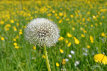 single dandelion