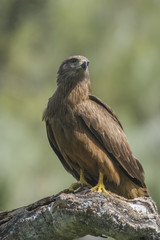 black kite