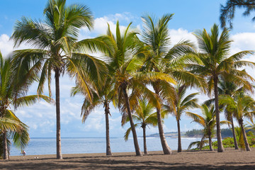 Fototapeta na wymiar cocotiers sur plage de l'Etang-Salé-les-Bains, Réunion 