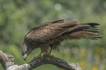 black kite