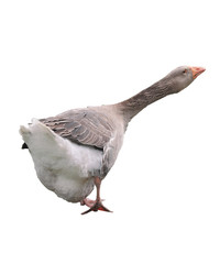 Grey goose