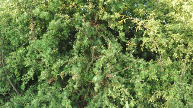 Juniper in garden