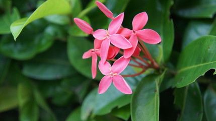 Pink asoka flower
