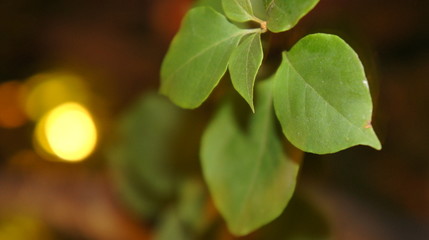 Leaves close up with bokeh background