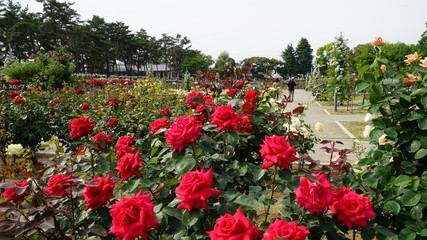 Rose festival at Shikishima park Gumma-Japan