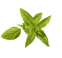green basil