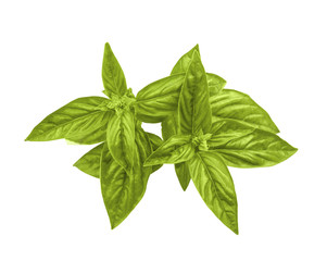 green basil