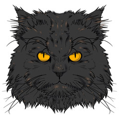 Head of the Persian cat graphics