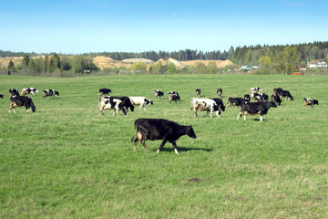 Rural landscape with cows on meadow in summer day