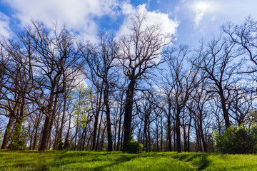 Fototapeta na wymiar landscape oak grove