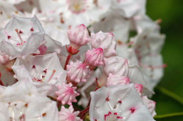 北の丸公園のカルミア
