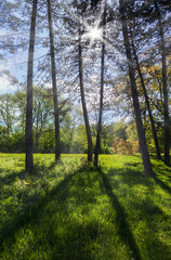 Obraz premium landscape of forest
