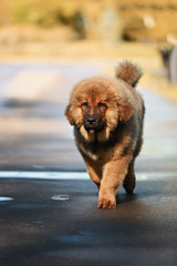 Tibetan Mastiff puppy