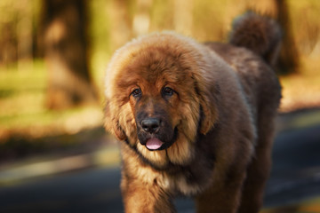 Tibetan Mastiff puppy
