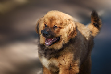 Fototapeta na wymiar Tibetan Mastiff puppy