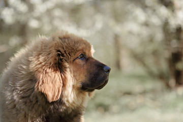 Tibetan Mastiff puppy