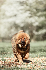 Tibetan Mastiff puppy