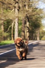 Tibetan Mastiff puppy