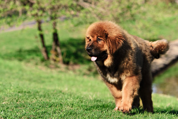 Tibetan Mastiff puppy