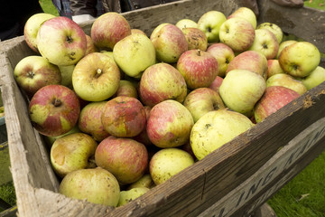 fresh apples in wooden crates from harvest