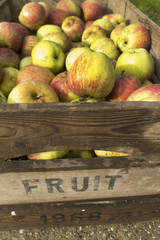 fresh apples in wooden crates from harvest