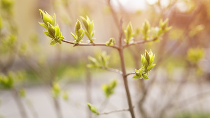 closeup lilac buds in spring, sunny photo
